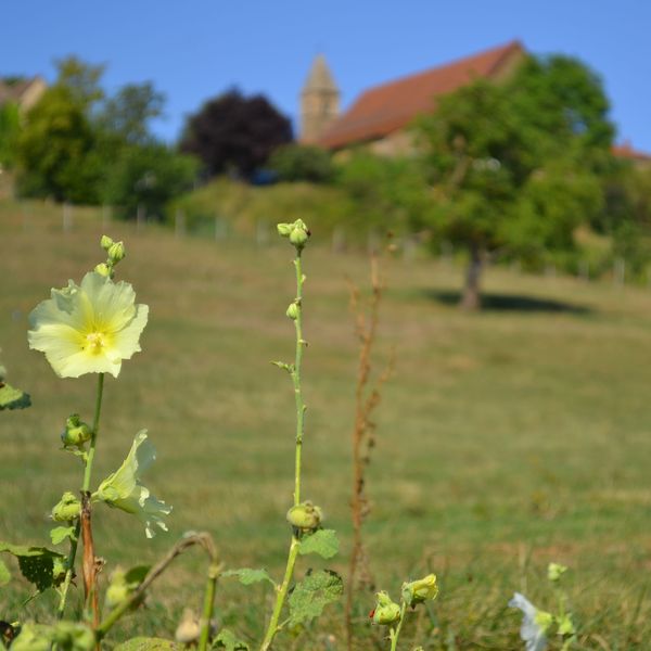 Welcome to the Taiz&eacute; website!
